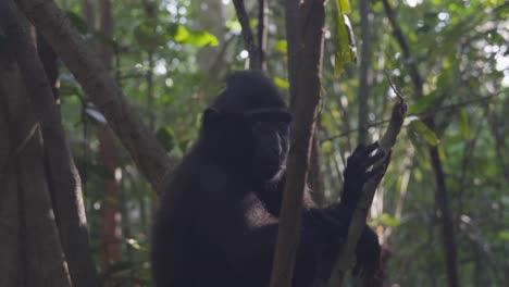 A-young-monkey-in-the-forest,-jungle-on-a-tree