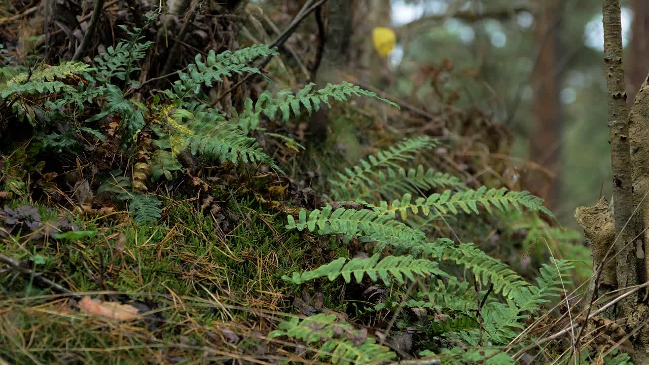 hojas de helecho verde balanceándose en el viento, bosque de pinos en otoño, concepto de temporada de otoño, profundidad de campo poco profunda, fondo de bosque místico, tiro cerrado