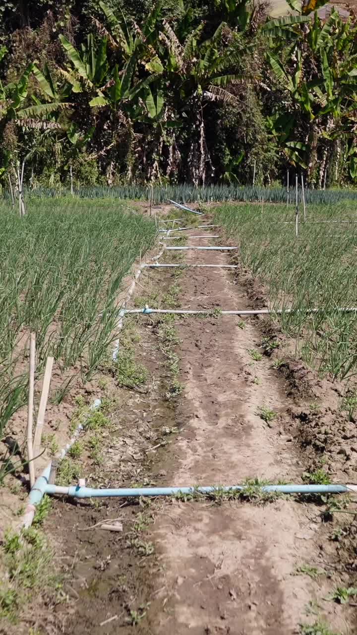 Leek farm with irrigation system