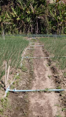 leek farm with irrigation system