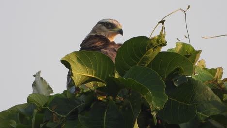 águila en el árbol en busca de comida.