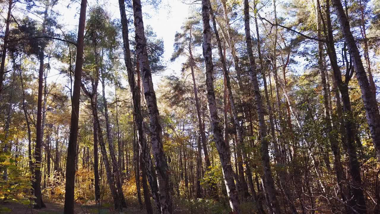 volando un dron lentamente por el bosque
