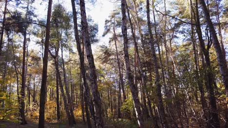 Eine-Drohne-Langsam-Durch-Den-Wald-Fliegen