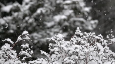 fluffy snow falls gently in slow motion