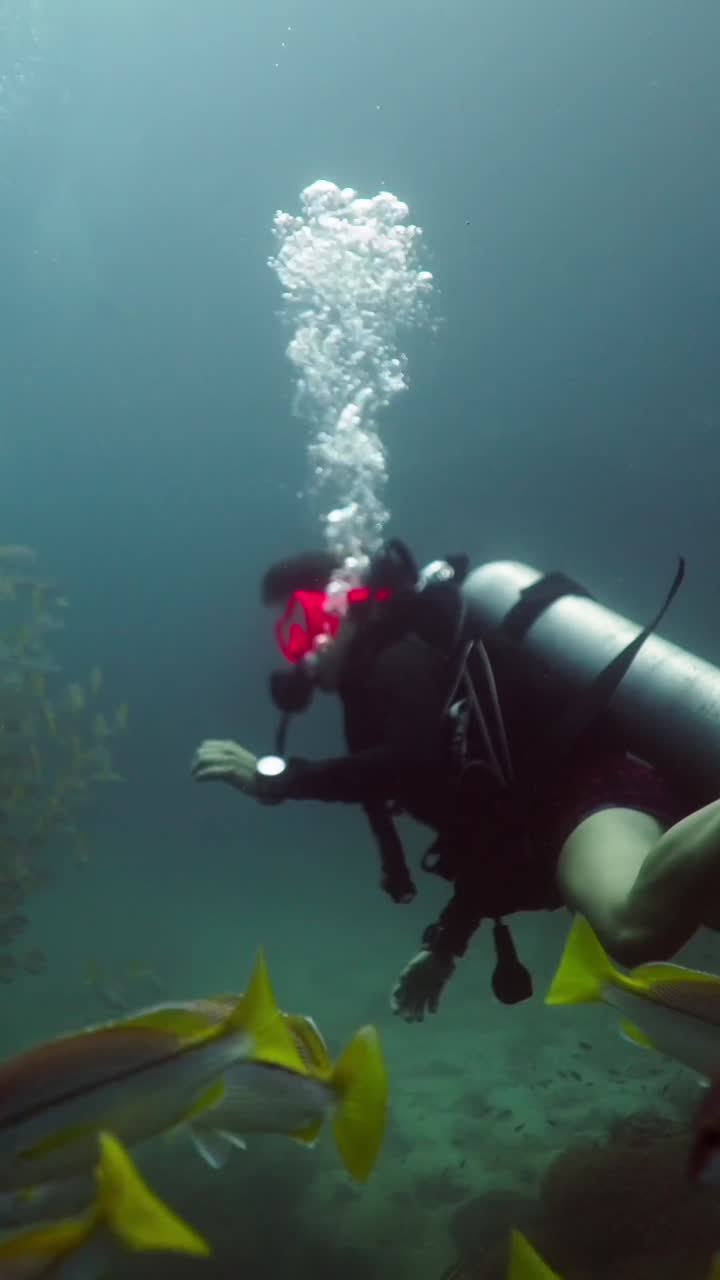 School of Fish and Diver