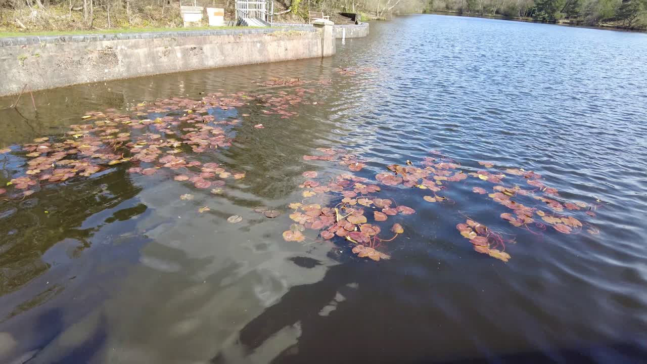 평온 한 호수 에 있는 릴리