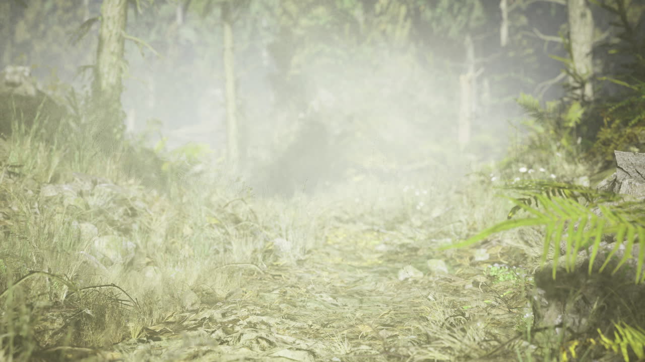 Misty forest path invites exploration under soft morning light