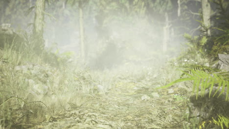misty forest path invites exploration under soft morning light