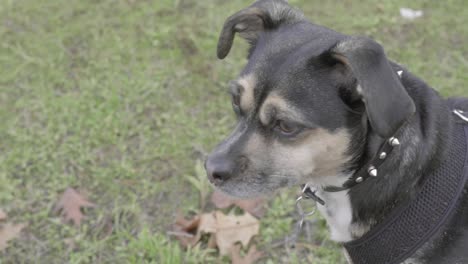 chiwawa at the park. sony a72 mark 2
