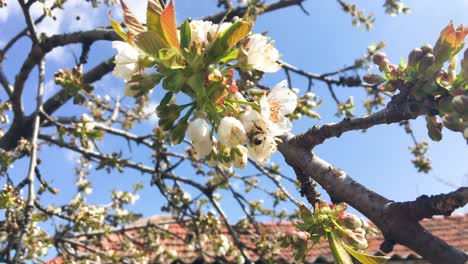 Primavera-Con-Flores-Y-Abejas