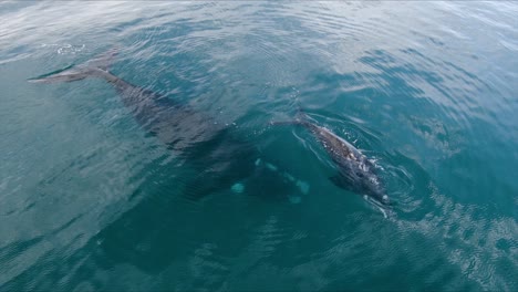 Whales-resting-peacefully-on-the-transparent-waters-of-Patagonia---Aerial-shot