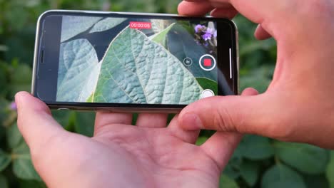 green leaves of soybeans on the screen of a farmer 4k 2025 08 04 21 35 02 utc.mov | agribusiness field, agriculture, agriculture tablet, agronomist