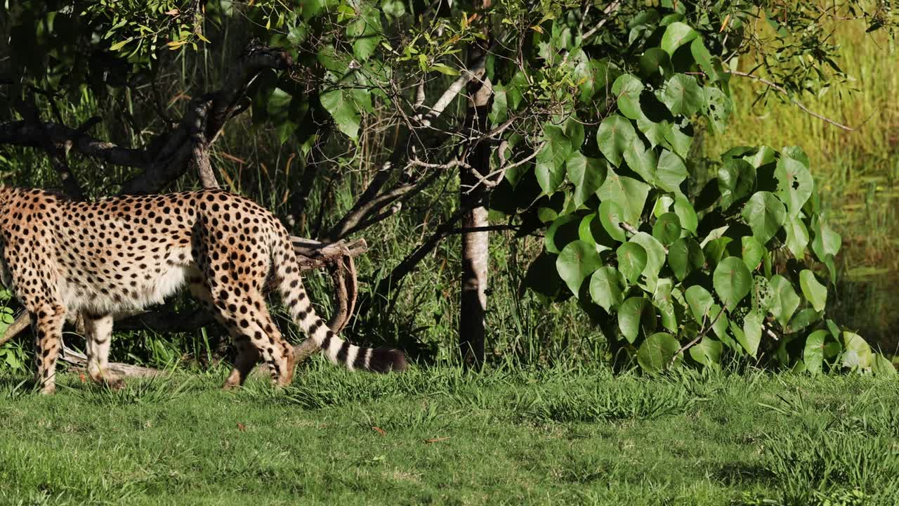 물 과 잎자루 근처 에서 는 치타