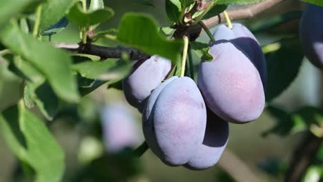 plums on a branch
