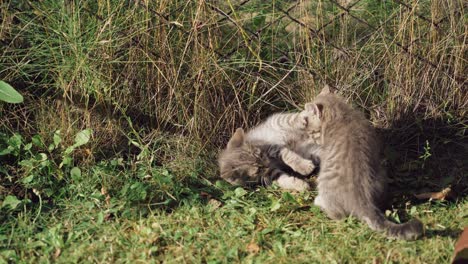 kittens playing together. two cute kittens playing in the garden