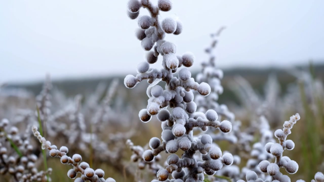Close view of frosted seedhead stalks in open field under overcast sky, showing white crystals, hanging droplets, muted brown tones, and soft depth with calm seasonal detail, with frost, seedhead