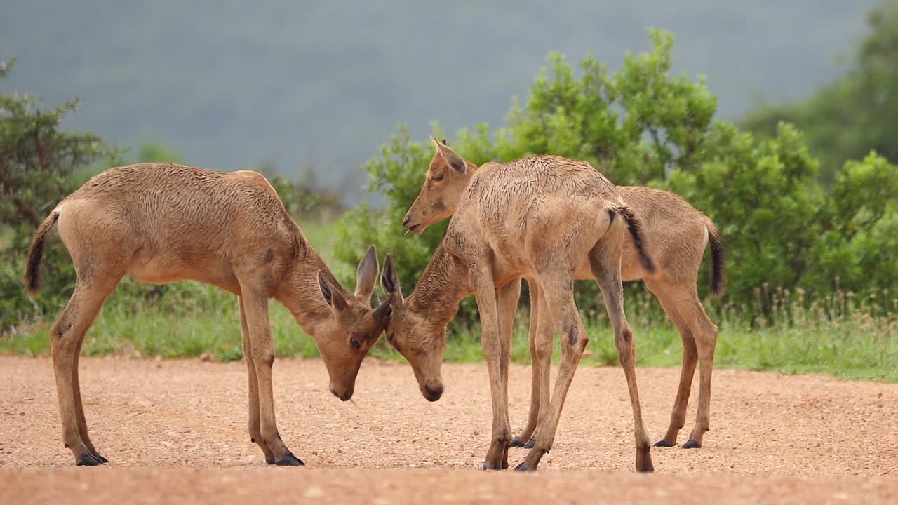 dos cabezas de tope de hartebeest rojo juvenil en un camino de tierra africano lluvioso