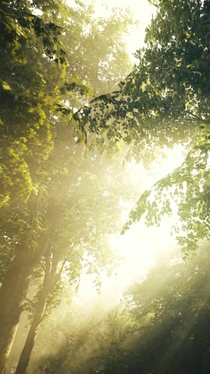 Light shining through trees in a dense forest during midday