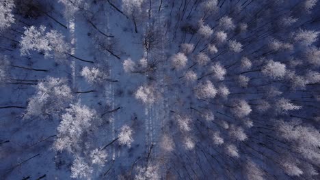 Seasonal-forest-in-winter-northern-Europe-covered-with-frost-sunny-daylight-aerial-view