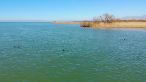 wild ducks swim on vibrant water of lagoon near shoreline with brown dry reeds on a peaceful landscape