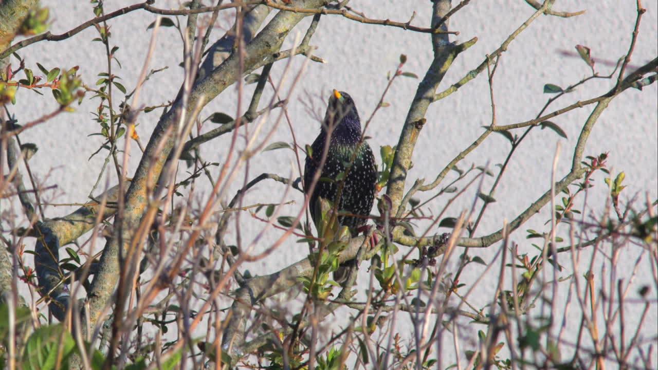 starling con plumaje negro metálico y moteado se posa en la rama