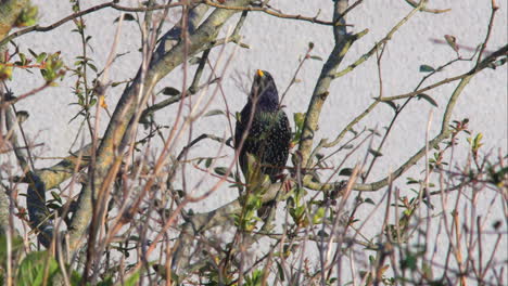 Starling-with-black-metallic-and-speckled-plumage-perches-on-branch