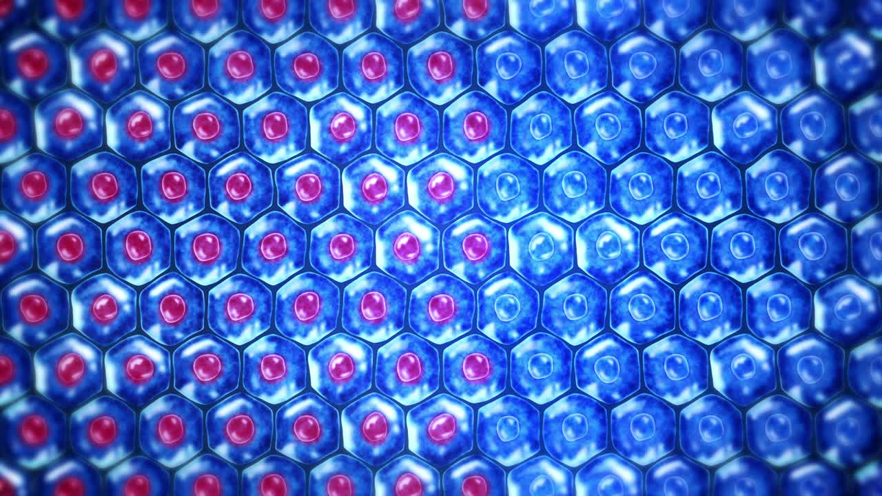 인간 피부 세포: 세포막을 가진 각 세포, 세포 치료, 질병 치료, 핵과 진공, 재생, 루프 애니메이션