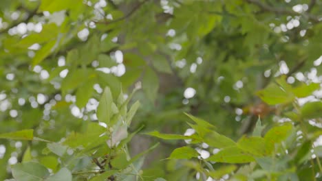 Friedlicher-Wind,-Der-Auf-Die-Blätter-Des-Baumes-Weht,-Während-Er-Hochkippt-Und-Auf-Den-Baum-Klettert