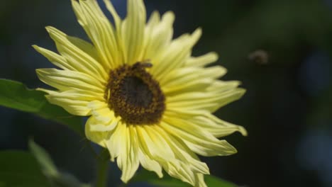 Cerca-De-Dos-Abejas-Melíferas-Trabajando-Duro-Chupando-Néctar-Dulce-De-Un-Girasol,-Esparciendo-Polen-Y-Volando,-Jardín-Botánico