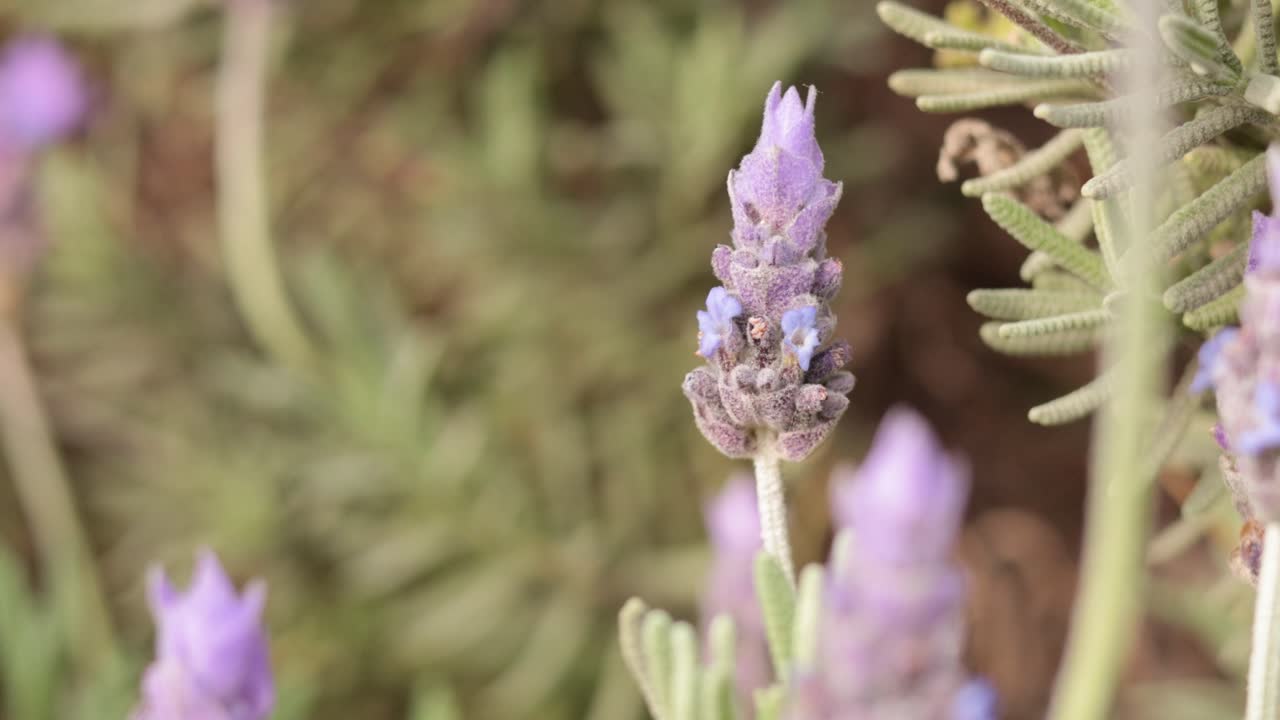 primer plano de flores de lavanda con un fondo borroso