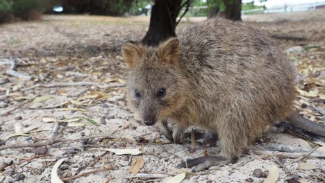 Quokka-Sobre-Arena-Y-Hojas,-Masticando