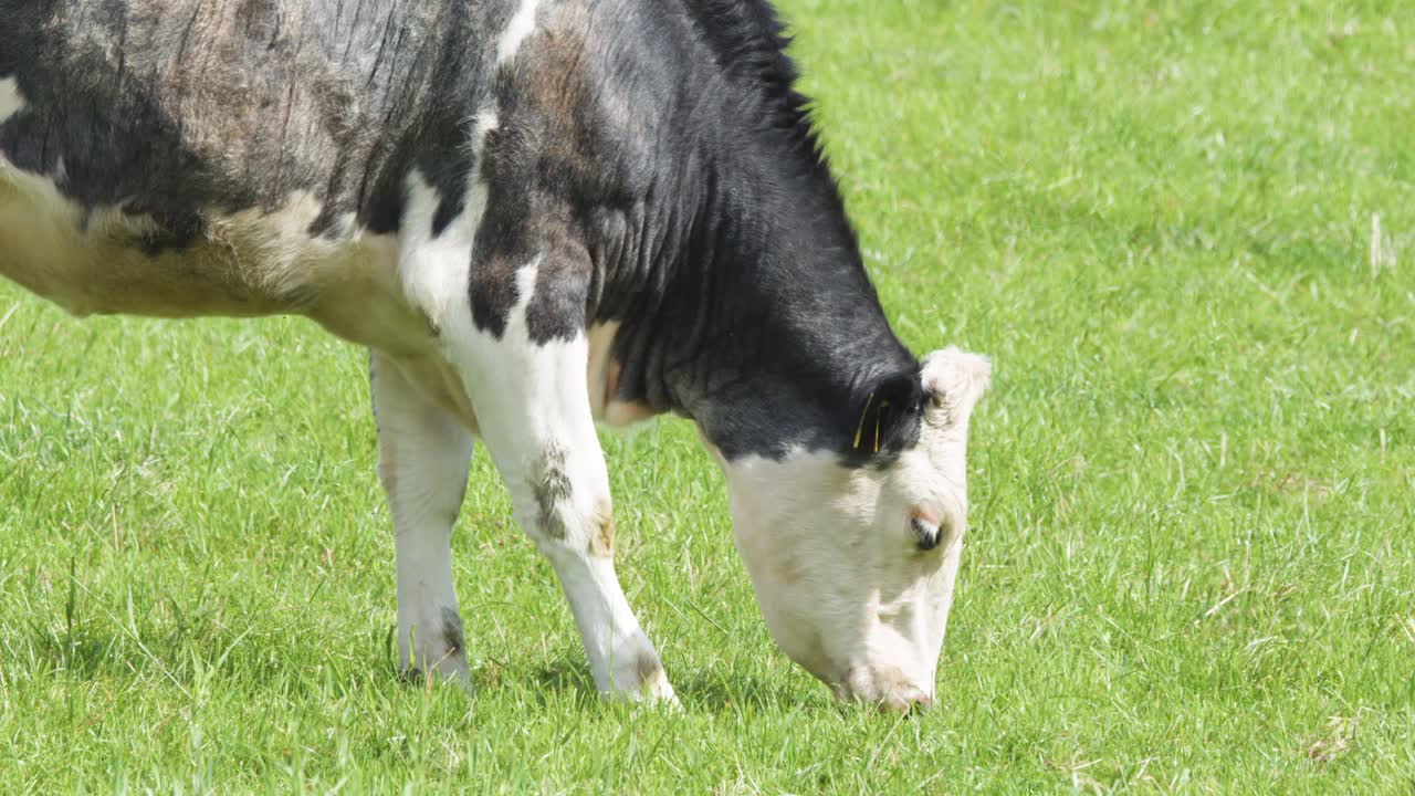 A black and white cow with ear tags eats fresh green grass in a sunlit open field. Camera remains steady at medium distance
