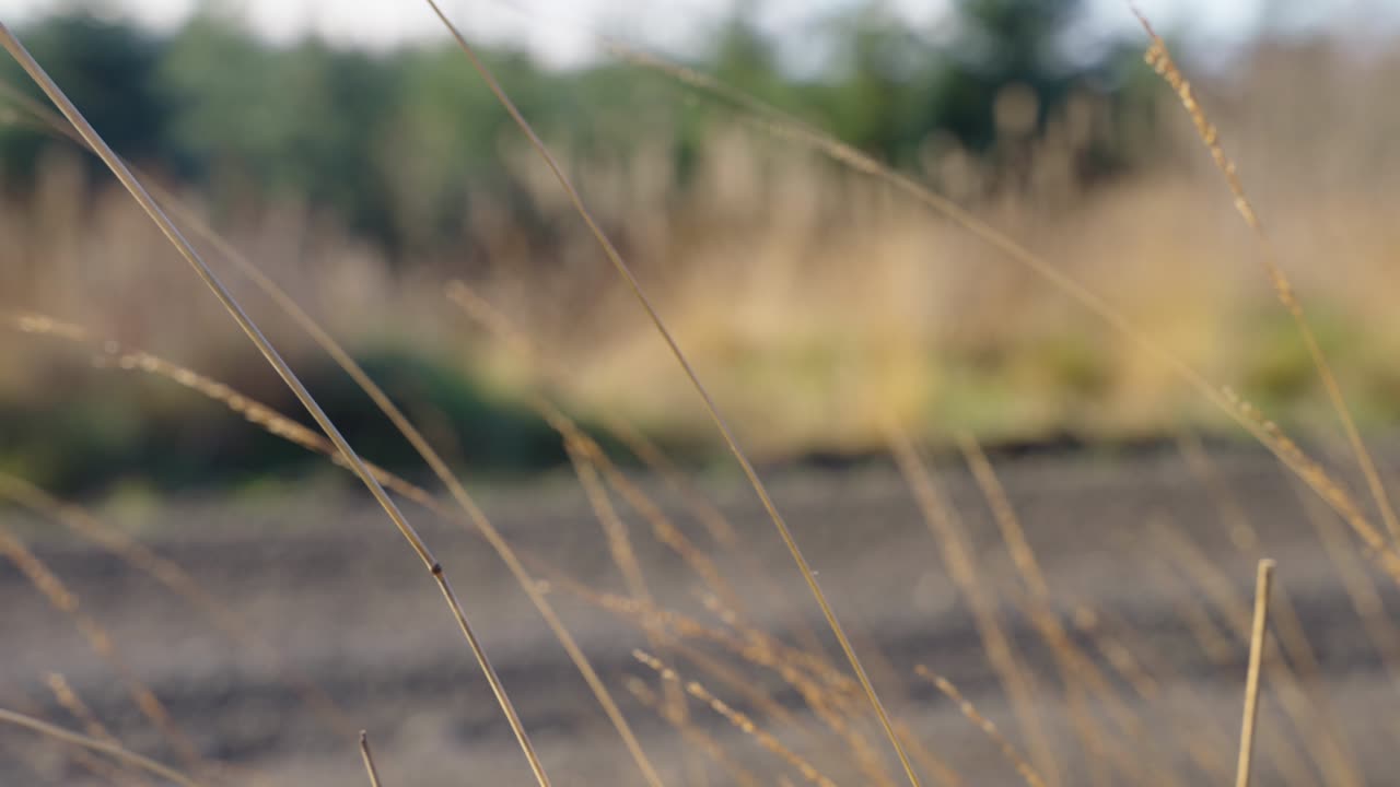Close up of weeds in a secluded forest and car speeds past in the background