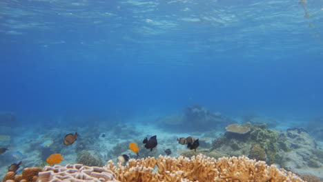 Filmische-Unterwasseraufnahme-Von-Fischen,-Die-In-Der-Nähe-Eines-Leuchtend-Gelben-Korallenriffs-Schwimmen,-In-4K,-120fps,-Slomo