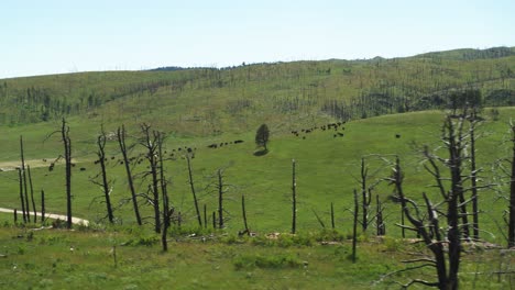 Bisonte-Pastando-En-Una-Colina-Al-Sur