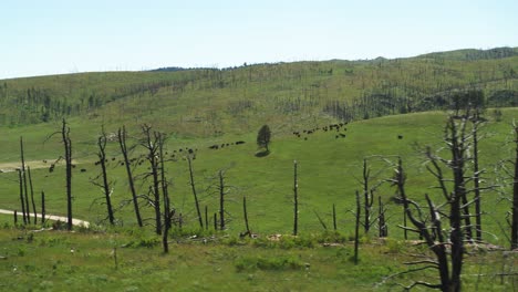 bisonte pastando en una colina al sur