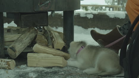 little husky dog lies on the ground and bites firewoods