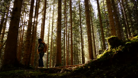 woman hiking in a pine forest