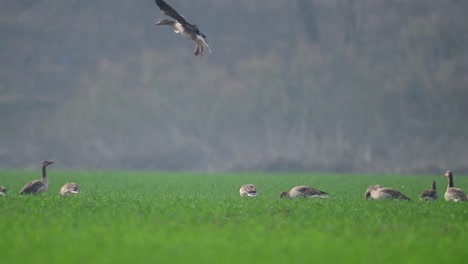 greylag goose landing in flock of geese in wheat field