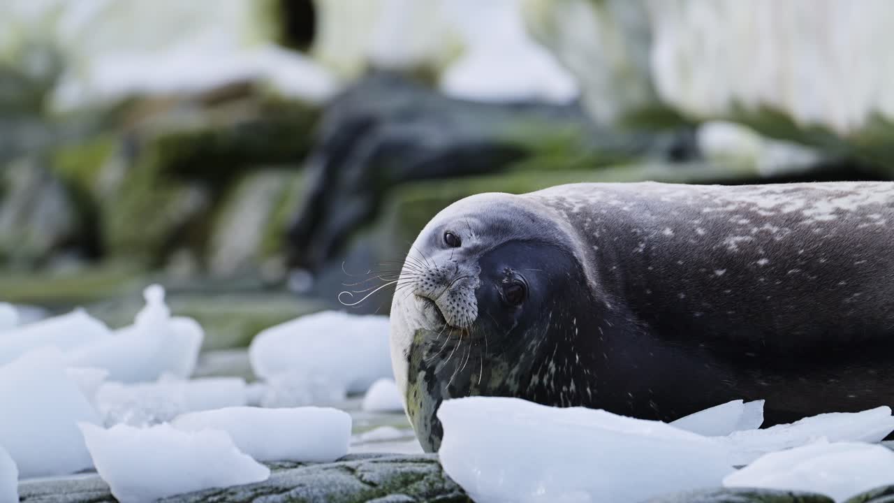 Foca di Weddell, fauna selvatica dell'Antartide, sulla Penisola Antartica. Animale fuori dall'acqua su rocce su un tratto di terraferma rocciosa con ghiaccio in un'area marina protetta a causa del cambiamento climatico e del riscaldamento globale.