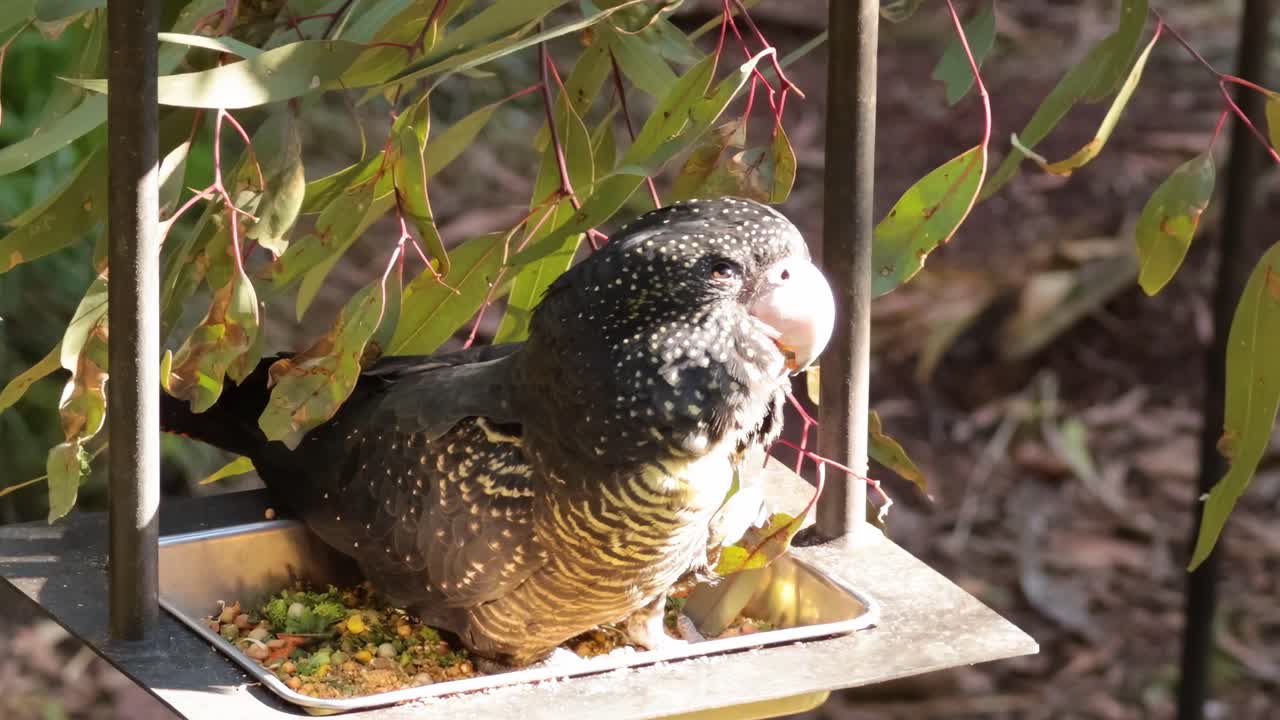 A black cockatoo feeds on seeds from a hanging feeder surrounded by leafy branches.