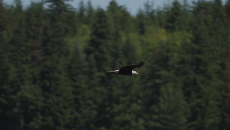 eagle catching fish in the ocean in canada