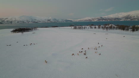 夕暮時在雪覆蓋的<unk>原上放牧的鹿在空中