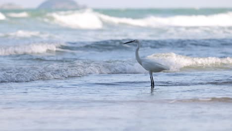 stork wading through ocean, searching for food