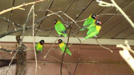 lovebirds sitting on the branch