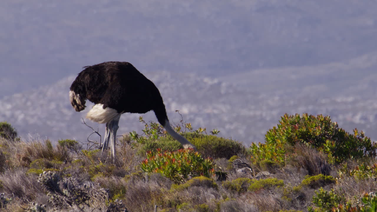 Vista teleobiettivo di uno struzzo maschio che pascola in un campo nella Riserva Naturale di Cape Point.