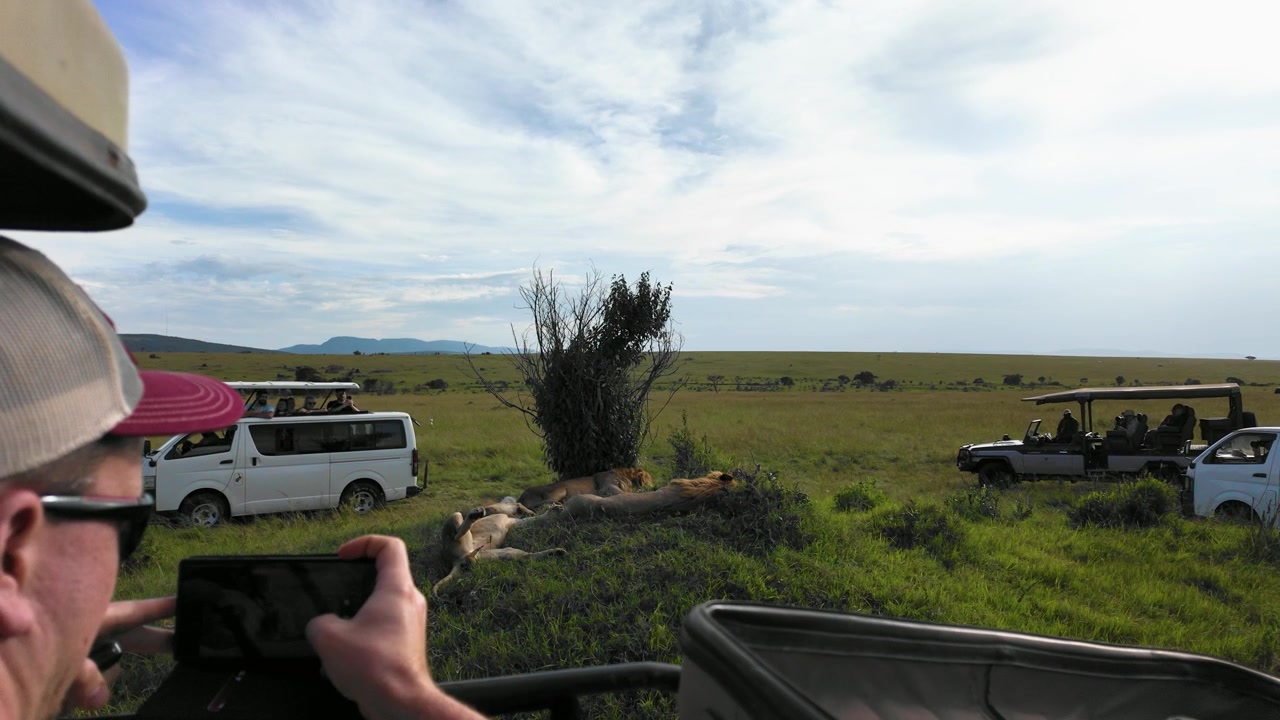 Mand tager billeder af en løveflok med smartphone på Kenya-safari.