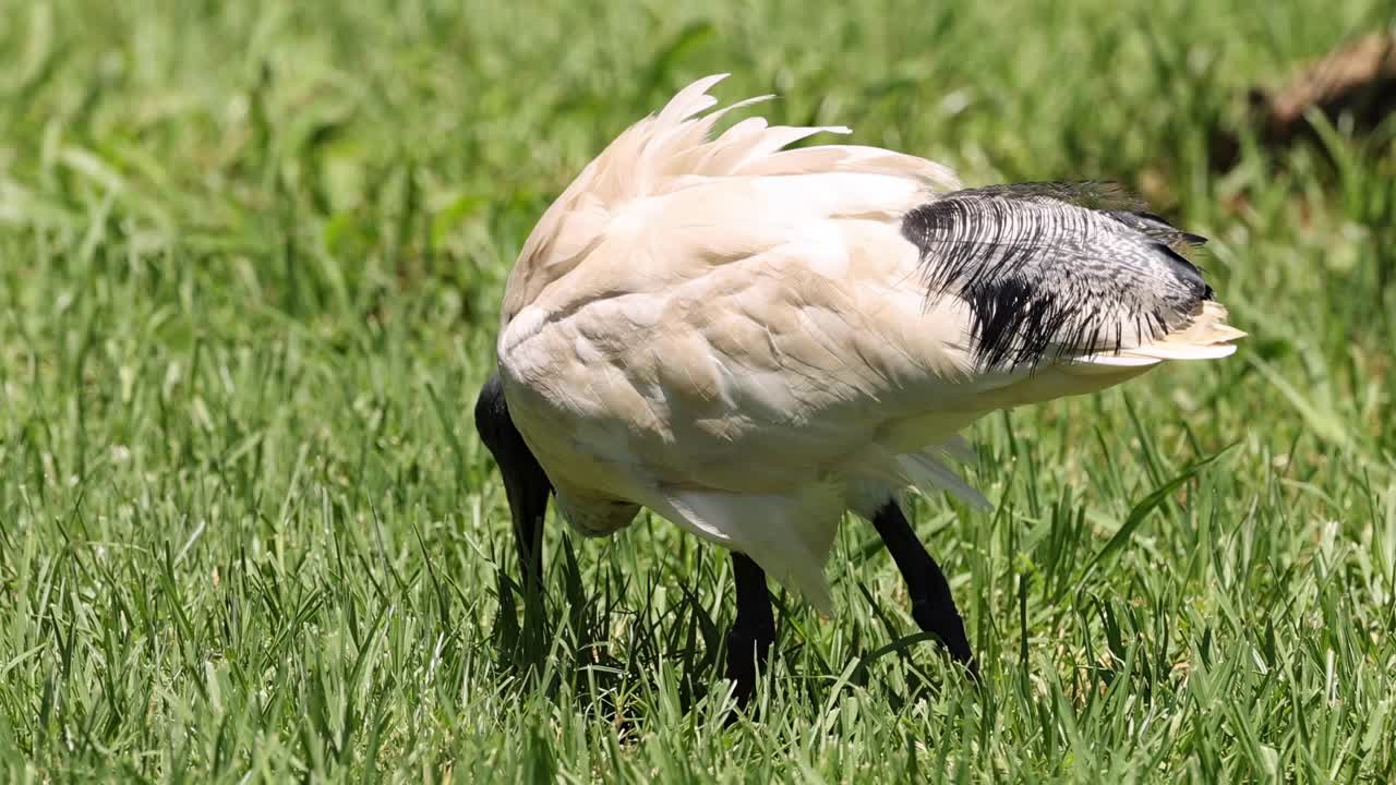 A close-up view of an ibis using its beak to search for food in lush green grass.