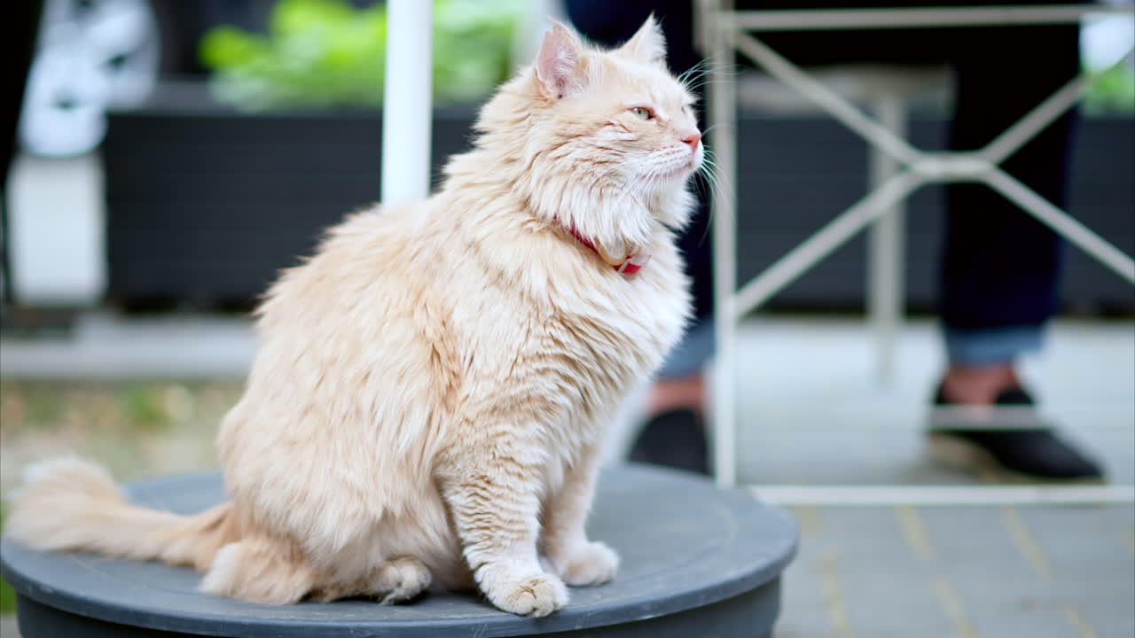 Ginger, fluffy cat with green eyes standing on a platform outside