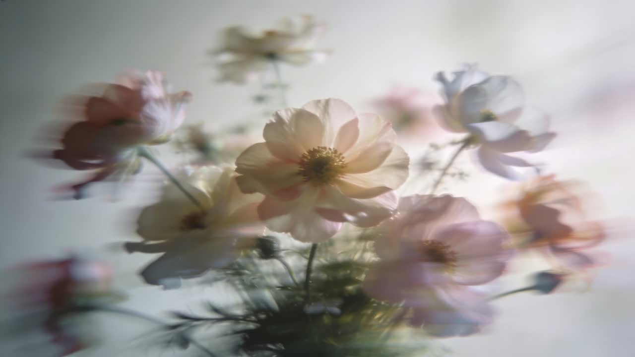 Bouquet rosa pallido in movimento che crea fantasmi di petali stratificati nella stanza, mentre la luce della finestra mostra l'ombra del vaso.